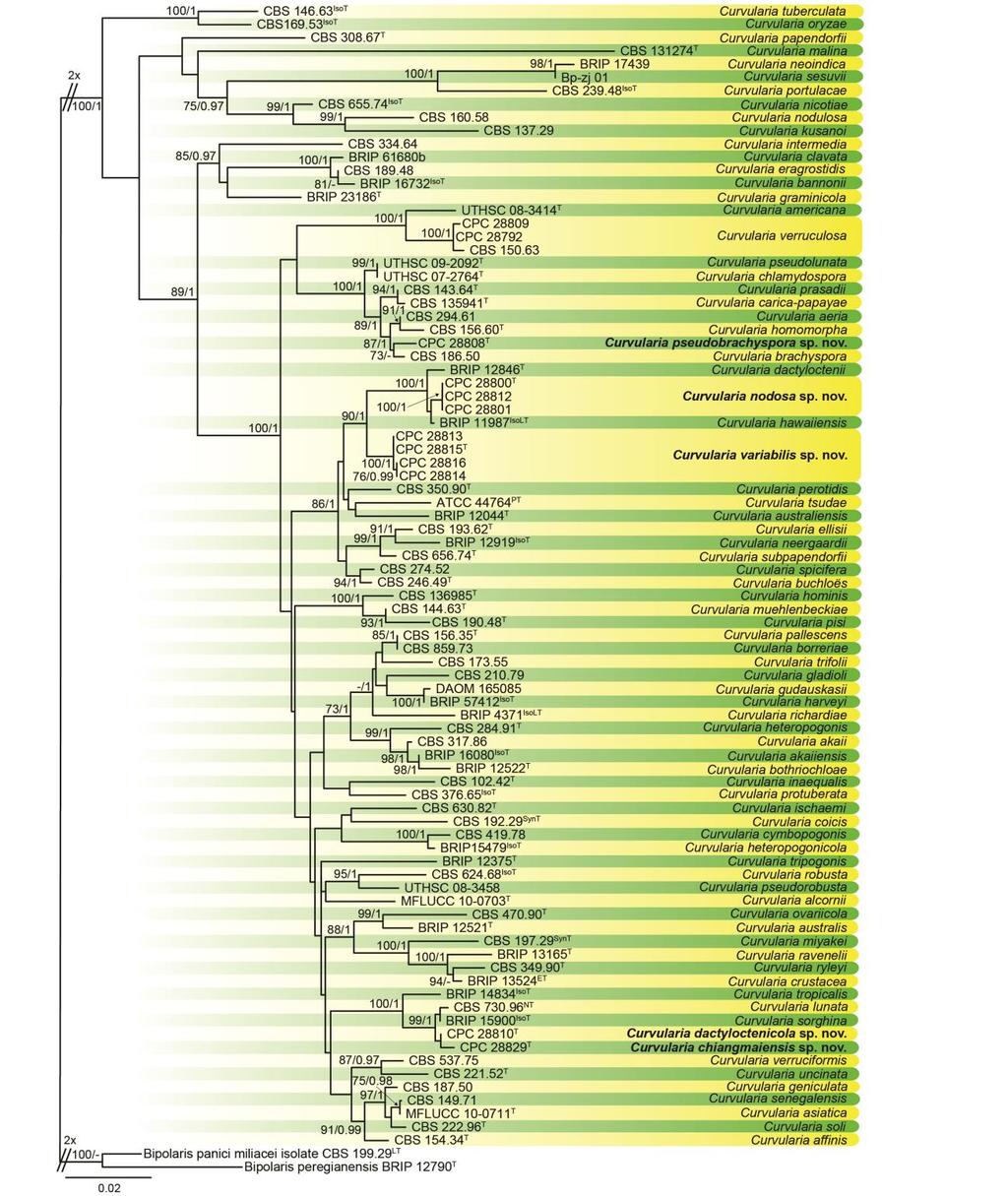 Figure 2 RAxML phylogram obtained from the combined ITS, gapdh and tef1, sequences of all the accepted species of Curvularia and the isolates from Thailand belonging to this genus.
