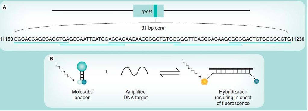 TB rapid diagnostics Xpert MTB/RIF DNA PCR probes detect