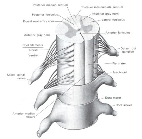 Organization of the Spinal Cord 4 Spinal Cord and Dorsal Root Ganglia (DRG) (ventral horn)
