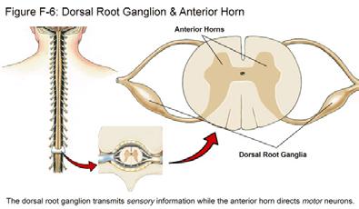 Trigeminal ganglia - cranial nerve - head and face 5 Stimuli: mechanical force, temperature