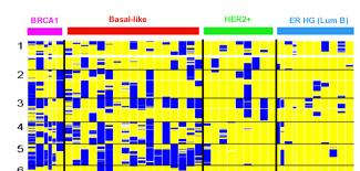 TCGA: 76 TNBC s 65/76 (86%) TNBC were basal-like High frequency of p53 mutation