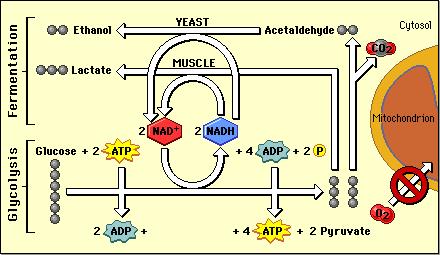 5//016 Cellular Respiration Oxidation of glucose Kreb s Cycle ETC Anaerobic Metabolism Production of ATP in the absence of oxygen Lactic acid fermentation glucose pyruvic acid lacfc acid Grand total