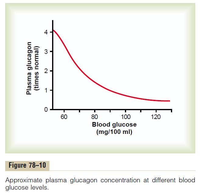 Regulation of glucagon secretion Increased blood glucose inhibits glucagon secretion Increased blood amino acids stimulate glucagon secretion (alanine, arginine) rapid conversion of