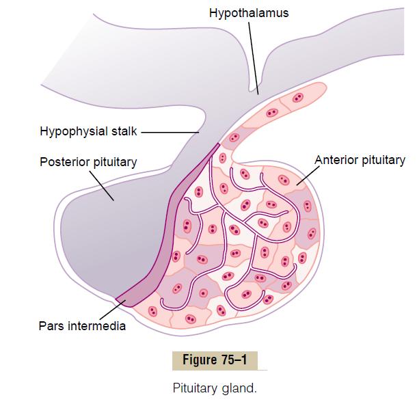 Pituitary gland (hypophysis) The anterior pituitary gland (adenohypophysis) Six important peptide hormones plus several less important ones Posterior pituitary gland
