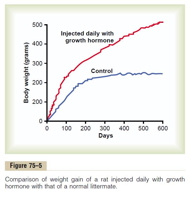 Physiological functions of growth hormone Growth hormone (somatotropic hormone or somatotropin) promotes growth of many body tissues it promotes increased sizes of the cells and increased mitosis,