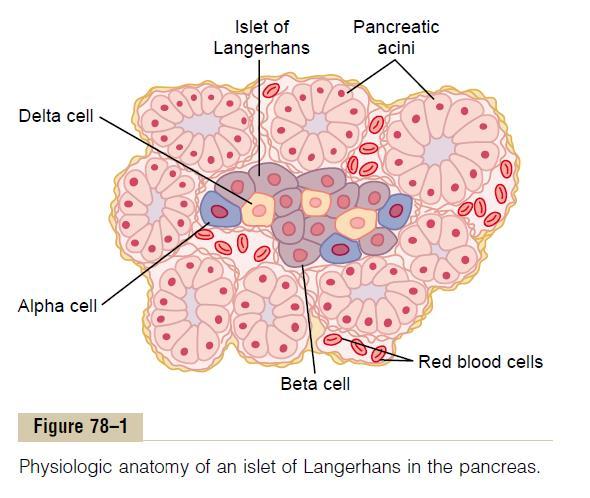 Anatomy of the Pancreas is composed of two major types of tissues: 1) the acini (digestive juices) 2) the islets of Langerhans (insulin and glucagon) three major types of cells, alpha, (25%,