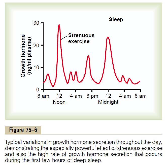 Physiological functions of growth hormone Metabolic effects: Growth hormone exerts much of its effect through intermediate substances called somatomedins (also called insulin-like growth factors )