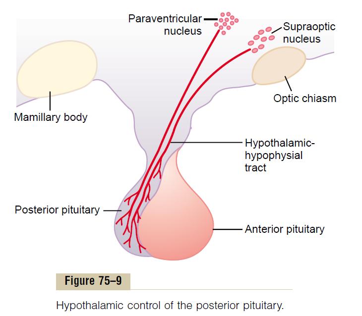 Posterior pituitary gland (neurohypophysis) terminal nerve endings from nerve tracts that originate in the supraoptic and paraventricular nuclei of the hypothalamus endings lie on the surfaces of