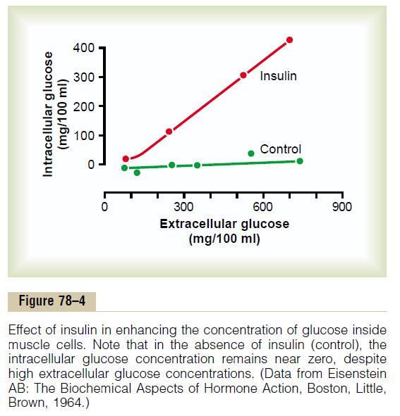 Effect of insulin on carbohydrate metabolism The insulin in turn causes rapid uptake, storage, and use of glucose by almost all tissues of the body, but especially by the muscles, adipose tissue, and