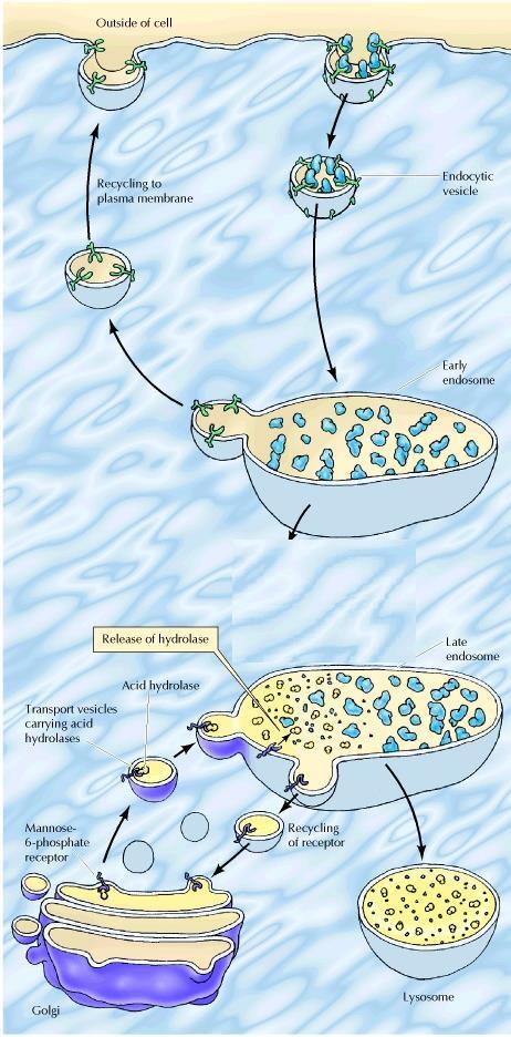 Endocytosis Extracellular: endocytic vesicles fuse with early endosomes Membrane receptors are recycled via recycling endosomes Early endosomes mature into late endosomes Recycling