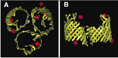 Structure Outer membrane Permeable, porins, ~5000 Da Inner membrane Impermeable Mainly proteins ( 75%) Forms folds (cristae) to increase surface area Function; OxPhos,