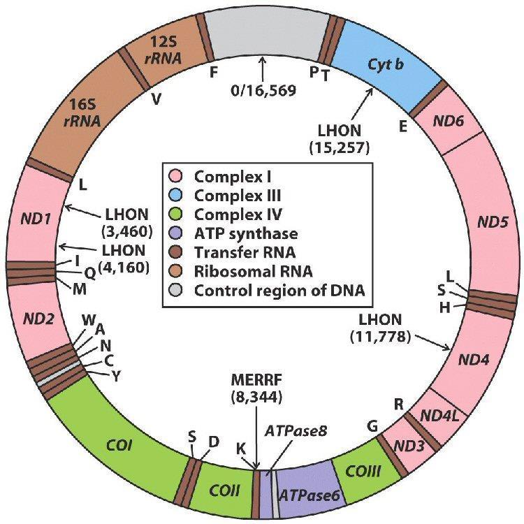 The Genetic System of Mitochondria Mitochondrial DNA (~16 Kb) is circular and present in multiple copies per