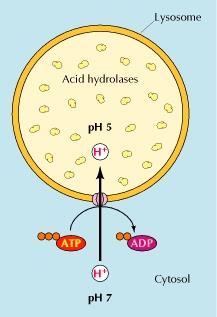 Lysosomal enzymes ~50 different acid hydrolases The enzymes are active at the acidic ph (about 5) that is maintained