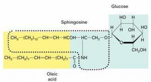 Sphingolipids Glucocerebroside Glucocerebroside is a glycosphingolipid (a monosaccharide attached directly to a ceramide unit (a lipid) It is a