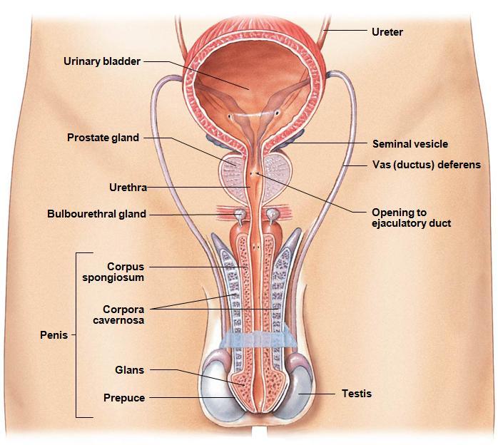 Reproductive System Testes gametogenesis hormones Accessory reproductive