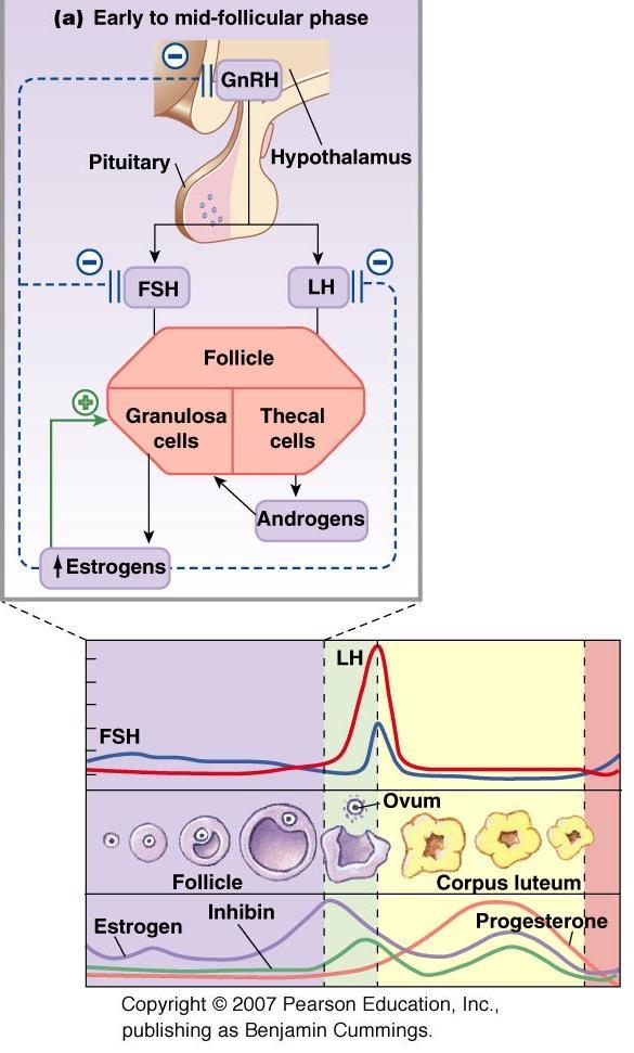 Hypothalamus GnRH Pituitary gland Gonadotropin: FSH & LH Ovaries: follicles mature Thecal cells: androgens Granulosa cells