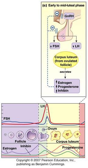 Corpus luteum viable for <<<2wks Progesterone >> estrogens, Inhibin (-)-feedback => GnRH & FSH/LH No fertilization Degeneration of