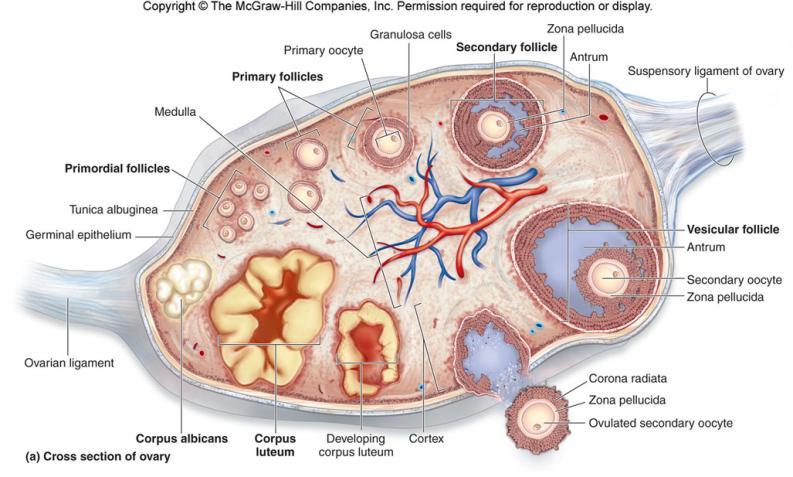 Regions: cortex & medulla ovarian follicle Oocyte surrounded by Follicle cells (1 cell layer) Granulosa cells (>1 cell layer)