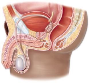 Male anatomy 1.Scrotum (1) 2.Testes (2) 3.Epididymides (2) 4.Vasa deferentia (2) 5.Urethra (1) 6.Three glands 7.