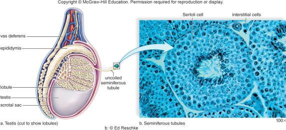 Male anatomy: Scrotum and testes Figure 17.4a-b Spermatogenesis produces sperm cells.