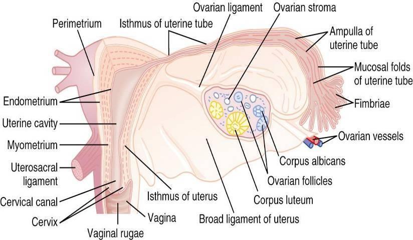 Internal structures of the uterus,