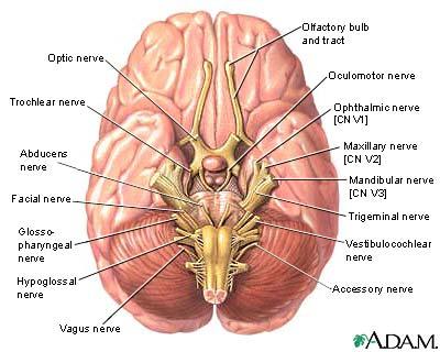 Vestibulocochlear Nerve CN VIII