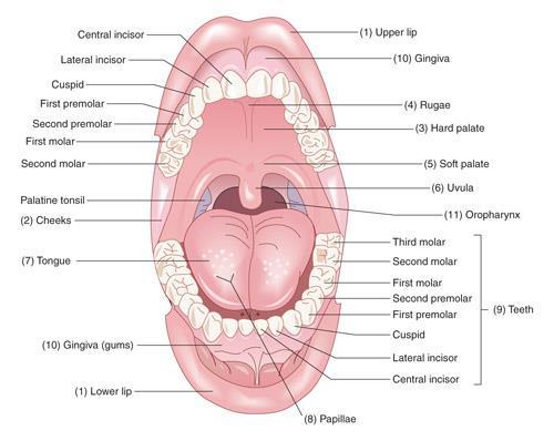 Structures of the tongue Papillae small projections on the surface of the tongue that contain taste buds Taste buds cells on the papillae of the tongue that distinguish salt, bitter, sweet, sour