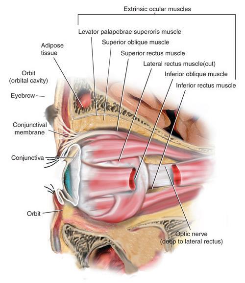 Structures of the eyes External structures Orbital cavity consists of the skull, eyebrows, eyelashes and eyelids. Protects the eye.
