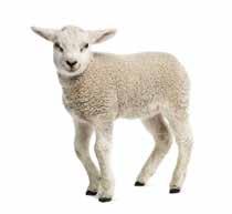 Lamb growing and finishing The successful growing and finishing of lambs has a significant effect on overall profitability.