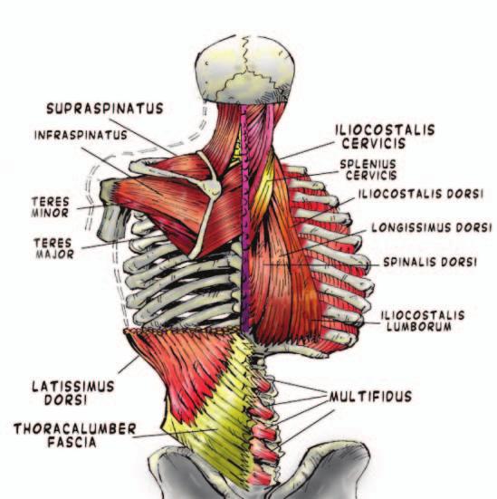 Thoracolumbar Fascia Connects the latissimus dorsi, gluteal muscles, internal obliques and transverse