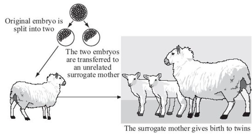 fertilisation The diagram shows one way of cloning sheep called embryo transplantation. identical asexual clones fertilisation sexual The original embryo in the diagram developed following the.