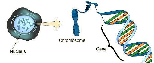 All cells (excepts sperm/egg) contain chromosomes Sperm fertilises