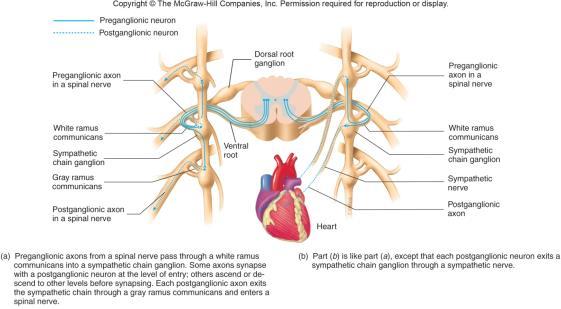 Routes of Sympathetic Axons Sweat glands, arrector pili muscles, blood vessels in skin Thoracic organs: Heart via the cardiac plexus