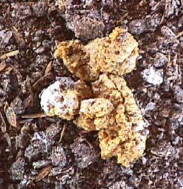 Figures 11.0 and 11.1. Undigested feed in litter (left) and pasted vent (right) are common with diarrhea Postmortem lesions 1.
