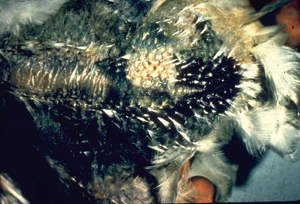 Lesions are reddish, greenish, necrotic skin usually devoid of feathers, overlying wings, breast, abdomen, or legs (figures 11.22 and 11.23). 2.