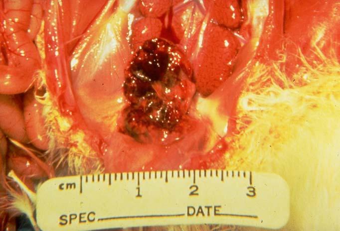 Other lesions include an increase in kidney urates, a swollen necrotic spleen, and increased mucous in the intestine. 3. Later in the infection the bursa is atrophic (7 days), 1/4-1/2 normal size.