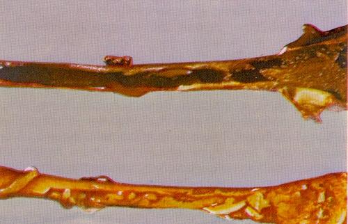 Postmortem lesions 1. Lesions include thymic atrophy, the bone marrow is yellow or pink (figure 12.