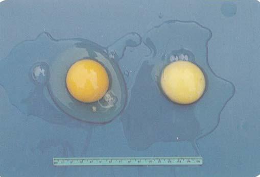 egg shell quality (figure 2.