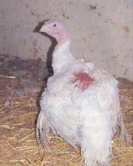 Head-picking Follows injuries to the comb or wattles. Area around eyes and ears may be black and blue with hemorrhage. Egg-eating Follows conditions that favor egg breaking.