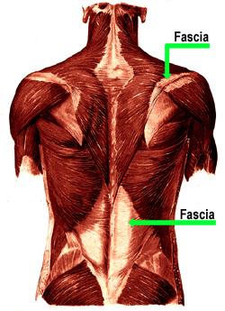 that it provides all the benefits of a massage plus more, and leave feeling less pain and better mobility. Fascial Stretch Therapy There is a new catch word: fascia.