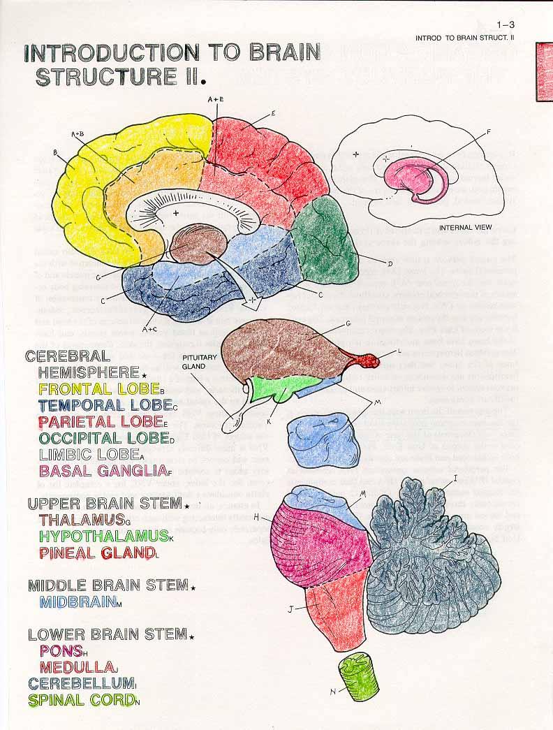 The Limbic System and the Visceral Brain MacLean