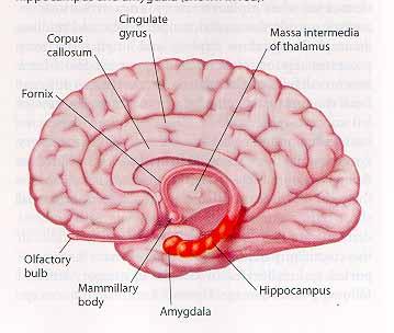 Brain Systems in Fear LeDoux (1995) Emotional Event Thalamus Amygdala