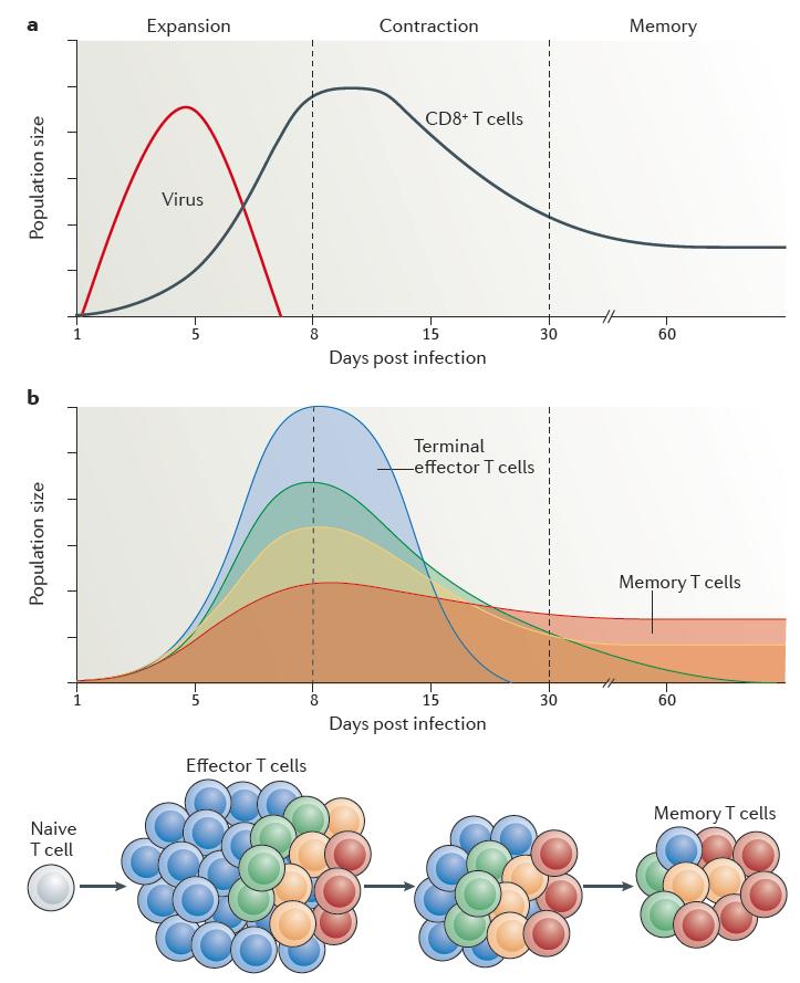 The fate of peripheral T cells Effector