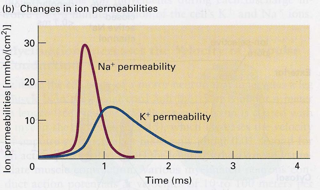 Ion permeabilities
