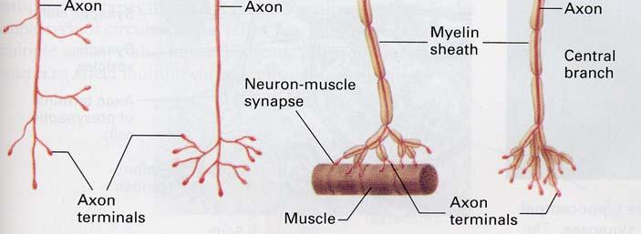 neurons 2