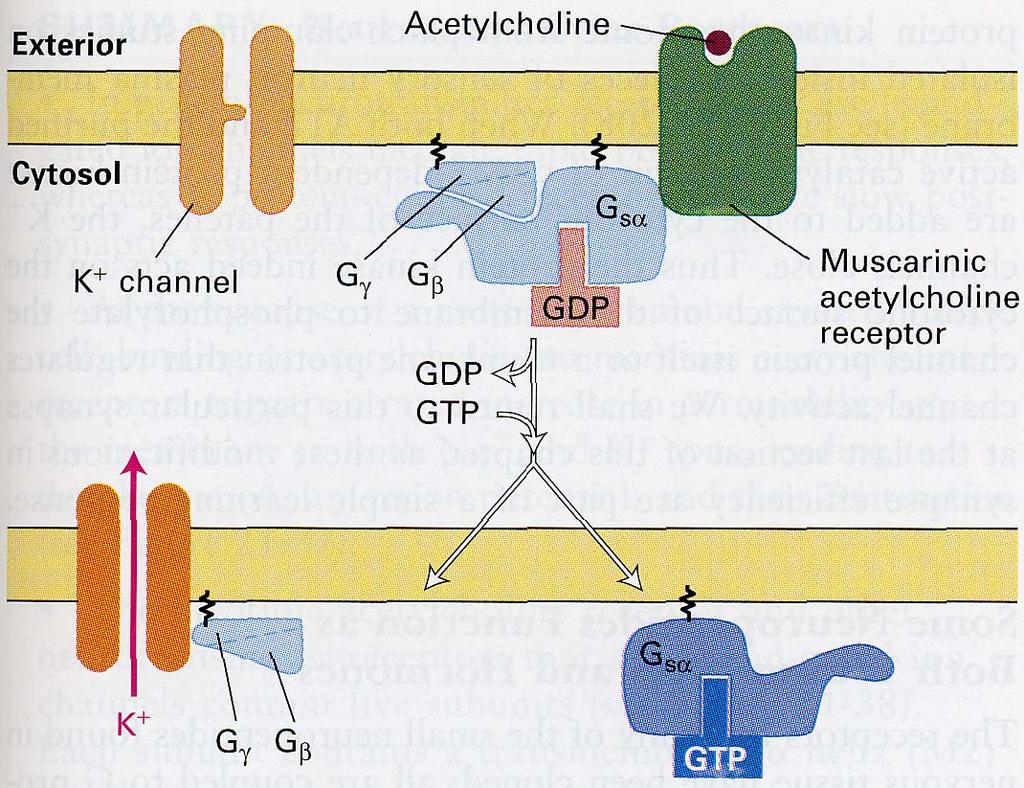 Muscarinic ACh receptor