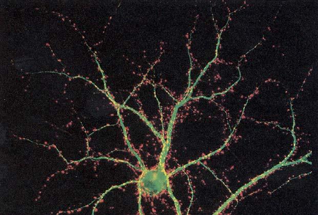 Neurons communicate with