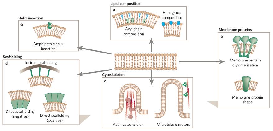 Mechanisms of membrane deformation