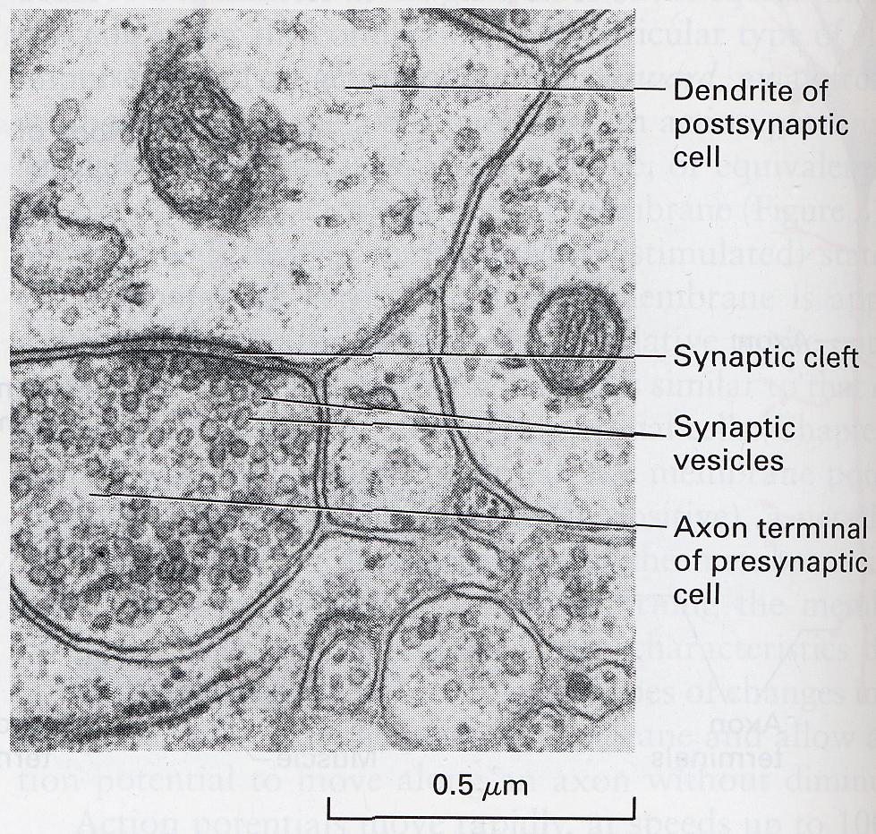 A synapse