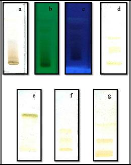 Figure 3: TLC finger printing profile of Oroxylum indicum Vent.